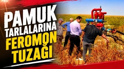 PAMUK TARLALARINA FEROMON TUZAĞI