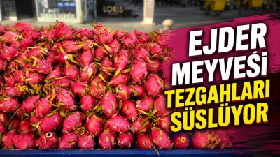 EJDER MEYVESİ TEZGAHLARI S&Uuml;SL&Uuml;YOR