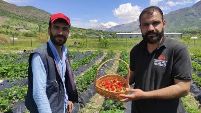 SASON &Ccedil;İLEĞİNDE YILIN İLK HASADI BAŞLADI