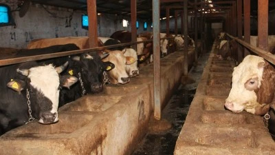 BESİCİLER: &Ouml;NLEM ALINMAZSA SEKT&Ouml;R BİTECEK