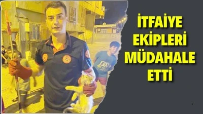 PANO’YA SIKIŞAN KEDİLERİ KURTARILDI