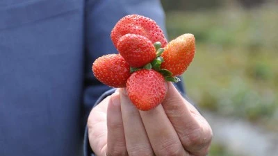 EKONOMİYE KATKISI 400 MİLYON TL!