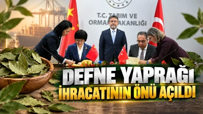 DEFNE YAPRAĞI İHRACATININ &Ouml;N&Uuml; A&Ccedil;ILDI