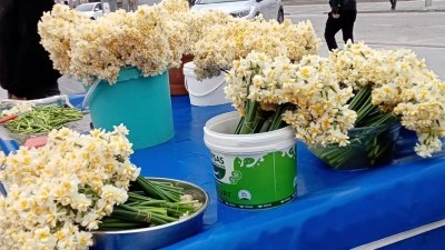 BAHARIN M&Uuml;JDECİSİ NERGİS, &Ccedil;İ&Ccedil;EK&Ccedil;İLERİN Y&Uuml;Z&Uuml;N&Uuml; G&Uuml;LD&Uuml;RD&Uuml;