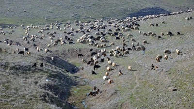 KIRSALDA BEREKET: 100 BAŞ HAYVAN YARDIMI