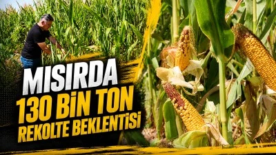 MISIRDA 130 BİN TON REKOLTE BEKLENTİSİ