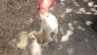 MAZGALDA MAHSUR KALAN KEDİYİ İTFAİYE EKİPLERİ KURTARDI