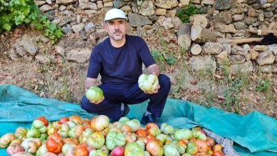SASON’DA ATA TOHUMLARINDAN DEV DOMATESLER