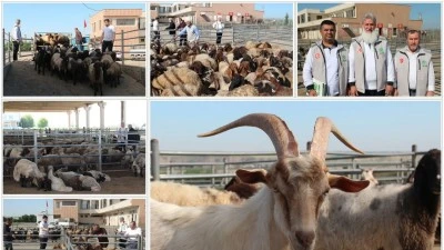BİNLERCE AİLEYE ET DAĞITILACAK