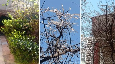 BATMAN&rsquo;A BAHAR ERKEN GELDİ&nbsp;