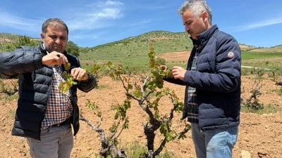 BAĞLARDA KORUYUCU İLA&Ccedil;LAMA &Ccedil;AĞRISI