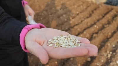 BATMAN &Uuml;NİVERSİTESİ&rsquo;NDE ASPİR BİTKİSİ DİKİMİ YAPILDI