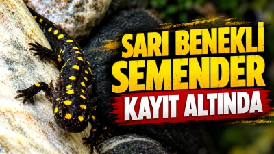 SARI BENEKLİ SEMENDER KAYIT ALTINDA