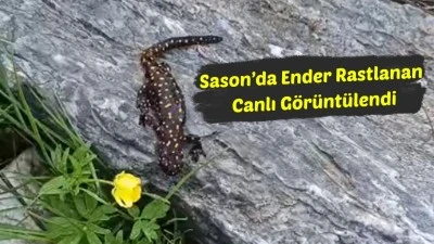 NESLİ TEHLİKE ALTINDA