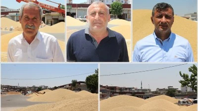 BUĞDAY HARMANDA KALDI! &Uuml;RETİCİ VE T&Uuml;CCARDAN &Ccedil;&Ouml;Z&Uuml;M &Ccedil;AĞRISI