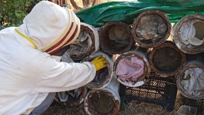 ORGANİK BAL HASADI BAŞLADI: VERİM &Uuml;RETİCİNİN Y&Uuml;Z&Uuml;N&Uuml; G&Uuml;LD&Uuml;RD&Uuml;