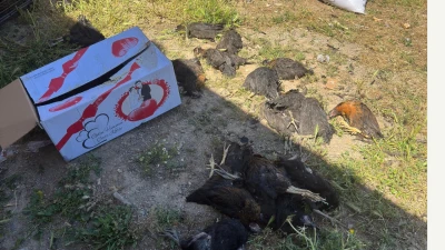 TAVUK &Ouml;L&Uuml;MLERİNE İL M&Uuml;D&Uuml;RL&Uuml;Ğ&Uuml;'DEN A&Ccedil;IKLAMA