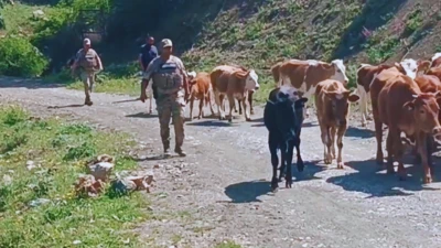 KAYIP BÜYÜKBAŞ HAYVANLAR BULUNDU