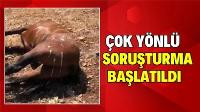 ÖLDÜRÜLEN ATLARIN SAYISI 7'YE YÜKSELDİ