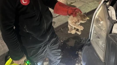 DÖRT NOKTADA MAHSUR KALAN KEDİLER KURTARILDI
