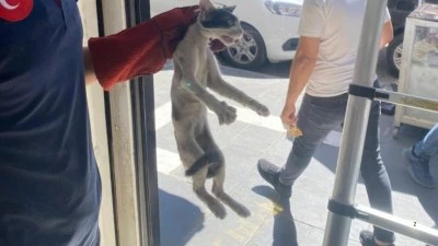 PLATFORM ARASINDA SIKIŞAN KEDİ KURTARILDI