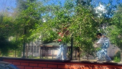 DUT MEVSİMİ BAŞLADI, ÇOCUKLAR DALLARDA