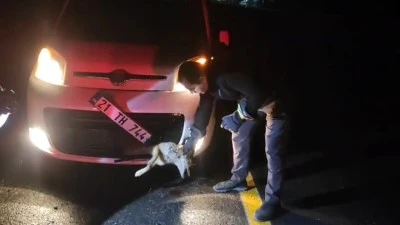 YARALI TİLKİ KORUMA ALTINA ALINDI