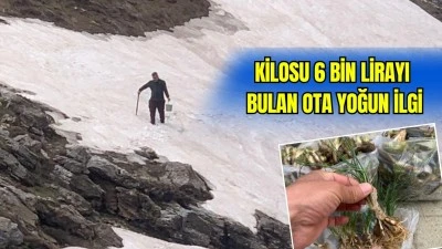 ŞİFALI OTLAR İ&Ccedil;İN DAĞLARA AKIN EDİYORLAR