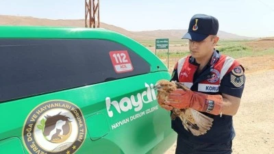 YARALI ŞAHİN KORUMA ALTINA ALINDI