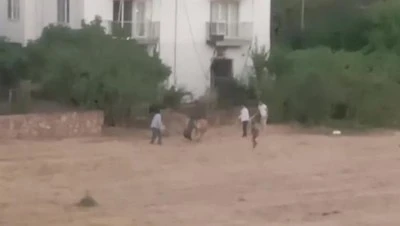 HUYSUZLANAN İNEK SAHİBİNE SALDIRDI