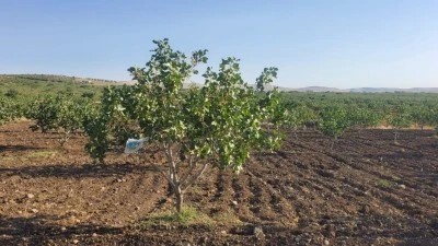 FISTIK FİYATLARINDA ARTIŞ BEKLENİYOR