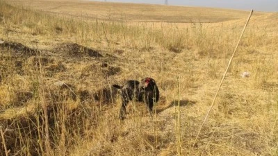 KUYUYA DÜŞEN KEÇİ KURTARILDI