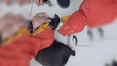  YARAMAZ KEDİ KAFASINI TENEKEYE SIKIŞTIRDI