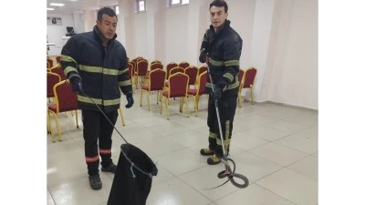 OKULDA PANİK ANLARI: YILANA &Ouml;ZEL OPERASYON