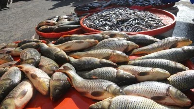 BALIK TEZG&Acirc;HLARINDA SON HAREKETLİLİK