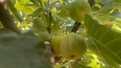 KÖY GEÇİMİNİ İNCİRDEN SAĞLIYOR