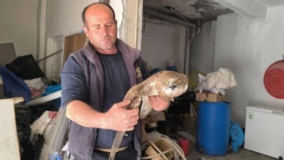 KIZIL ŞAHİNE İLK YARDIM &Ccedil;İFT&Ccedil;İDEN GELDİ