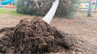 FIRTINA AĞA&Ccedil;LARI K&Ouml;K&Uuml;NDEN S&Ouml;KT&Uuml;