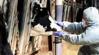 HAYVAN PAZARLARI AŞILAMA SONRASI AÇILACAK