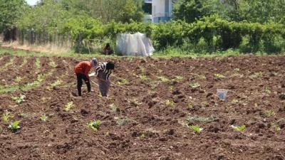 KAVURUCU SICAKTA TÜTÜN MESAİSİ