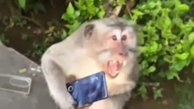 MAYMUNLAR BATMANLI GEZGİNİ İKİ KEZ SOYDU!