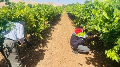 &Uuml;Z&Uuml;M BAĞLARINA 'K&Uuml;LLEME' DENETİMİ