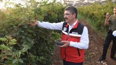 BAKAN YUMAKLI VE NASIROĞLU BÖĞÜRTLEN HASADINA KATILDI