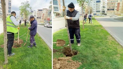 BATMAN SOKAKLARINA 1000 FİDAN DİKİLDİ