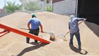 BUĞDAY İHRACATINA KONTROLL&Uuml; İZİN GELDİ