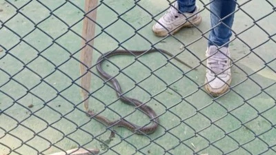 SİTE BAHÇESİNDE YILAN PANİĞİ