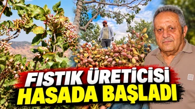 FISTIK &Uuml;RETİCİSİ HASADA BAŞLADI