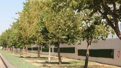 25 YILLIK AĞAÇLAR SUSUZLUKTAN KURUYOR!