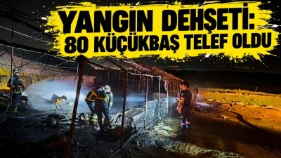 YANGIN DEHŞETİ: 80 K&Uuml;&Ccedil;&Uuml;KBAŞ TELEF OLDU