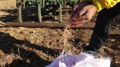 ÇİFTÇİLER KIŞLIK EKİM İÇİN TARLALARDA